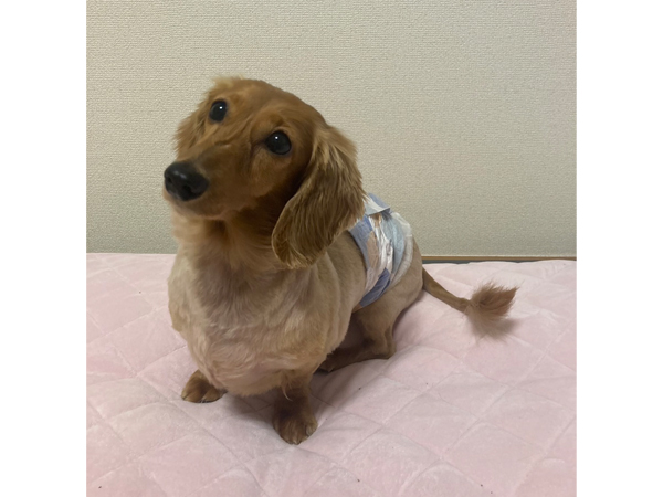 卒業犬しゅんすけくんのサマーカット♪